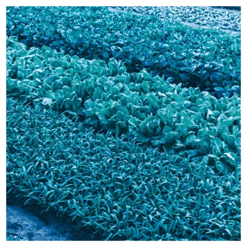 Food production: a field of vegetables